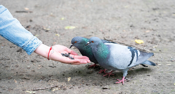 Is feeding pigeons a caring act?
