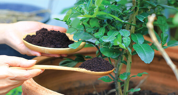 Growing a healthier garden