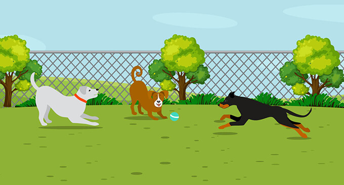 Unleash the fun for your furry friends