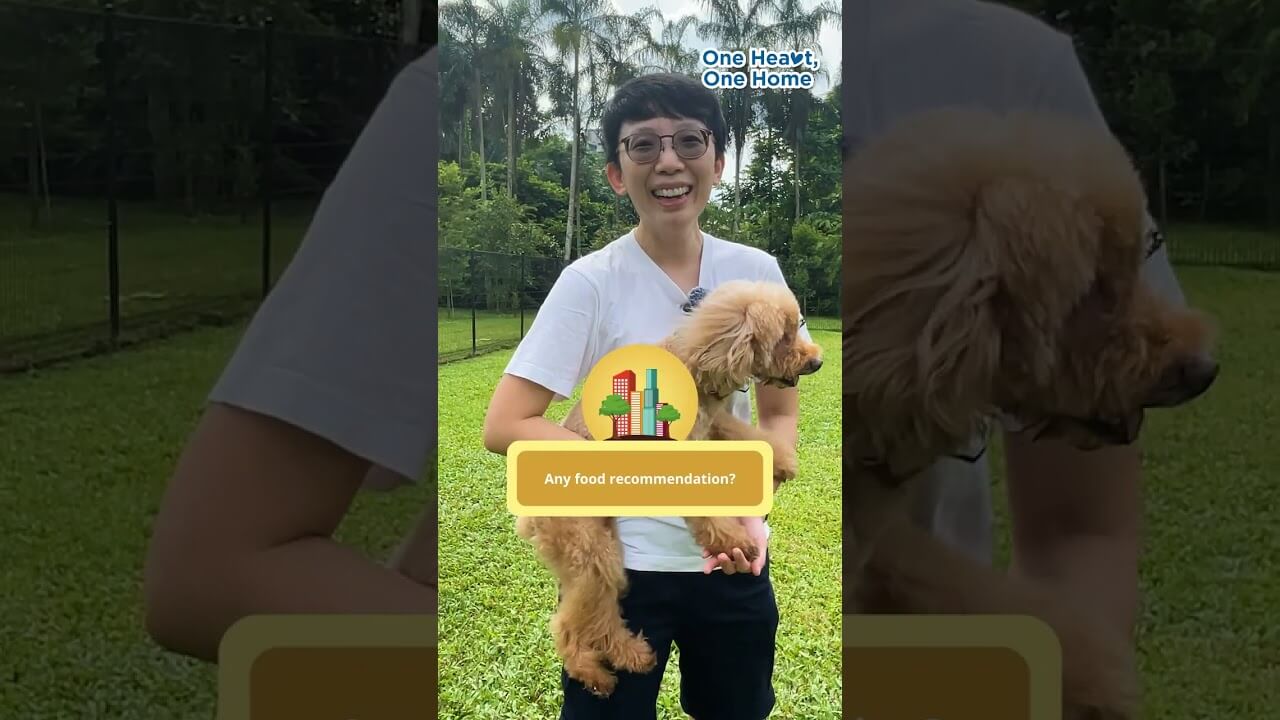 Discover Dog Run Park in Teck Ghee through the lens of our Yio Chu Kang Resident